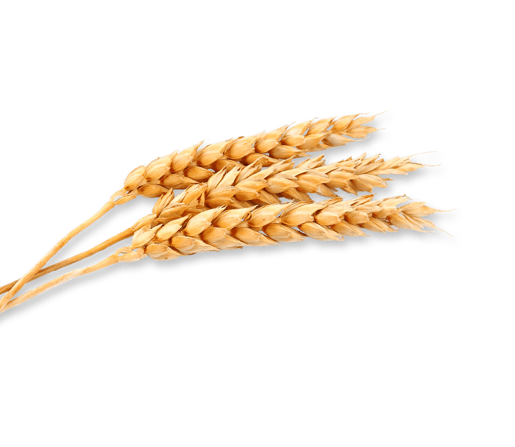 wheat